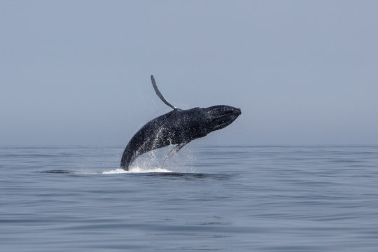 Humpback Whale Breaches Out Of Atlantic Ocean Off Cape Cod