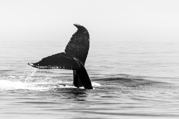 Iconic Humpback Whale Tail