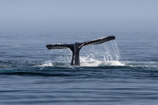 Humpback Whale Fluke Rising Above Atlantic Ocean Off Cape Cod