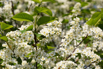bird cherry, cherry, tree, spring, flower, nature, green, sky, blossom, plant, branch, white, leaf, blue, bloom, cherry, garden, leaves, flowers, apple, blooming, beauty, season, summer, flora, bush