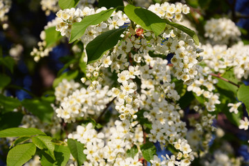 bird cherry, cherry, tree, spring, flower, nature, green, sky, blossom, plant, branch, white, leaf, blue, bloom, cherry, garden, leaves, flowers, apple, blooming, beauty, season, summer, flora, bush