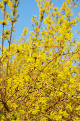 Forsythia, spring, garden decor, tree, nature, yellow, fall, sky, leaves, forest, leaf, season, blue, trees, landscape, park, bright, green, foliage, spring, wood, branch, outdoors, color, orange