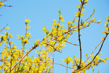 Forsythia, spring, garden decor, tree, nature, yellow, fall, sky, leaves, forest, leaf, season, blue, trees, landscape, park, bright, green, foliage, spring, wood, branch, outdoors, color, orange