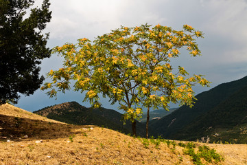 Lonely Tree on a hill