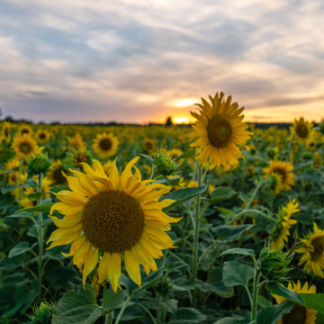 Sunflowers © Marcus Holmqvist