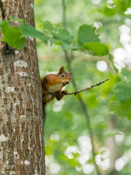 Squirrel with acorn