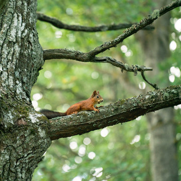 Squirrel