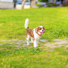 Portrait Happy Pappy Liitle, curious dog King Charles Spaniel breed,  at sunset on a bright summer grass background.