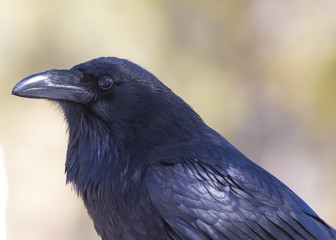 Raven Blackbird