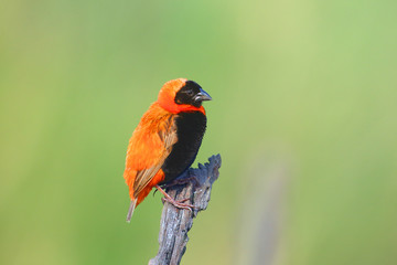 The southern red bishop or red bishop (Euplectes orix) sitting on the branch with green background. Red passerine at courtship in reeds.