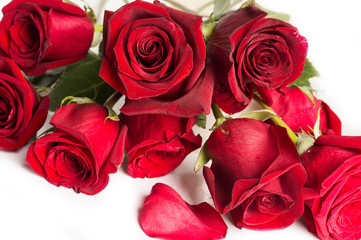  bouquet of red roses around white background