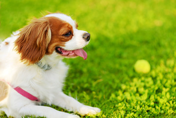 Portrait Adorable Cavalier King Charles Spaniel Dog playing with yellow ball on green grass, outdoors.