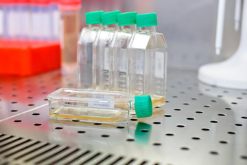 Cell culture flasks in laminar flow. Photo taken from laminar interior.
