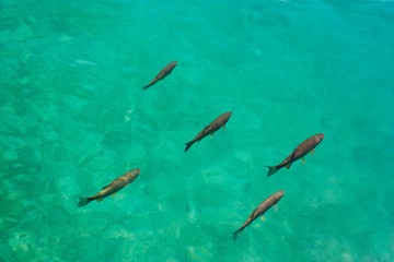 Fish in a clean water