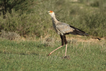The secretarybird or secretary bird (Sagittarius serpentarius) is walking in the savanna and watching the situation above on the sky