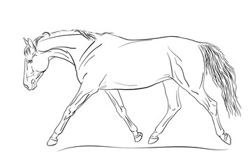 A sketch of a freely trotting horse.