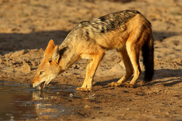 The black-backed jackal (Canis mesomelas) is drinking from waterhole in beautiful evening light during sunset in the red desert