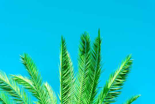 Green palm tree against blue sky, clear summer skies.Toned instagram style image.