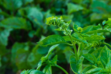  luscious greens of basil