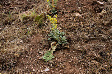 Plant and soil. 