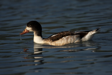 Fototapeta premium The juvenile common shelduck (Tadorna tadorna) is floating on the water surface