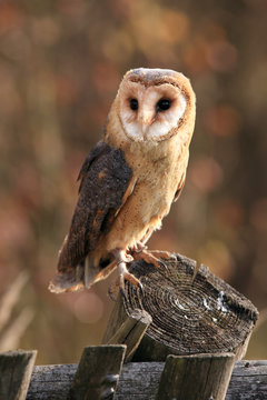 The barn owl (Tyto alba) is sitting on the old fence with beautiful autumn background