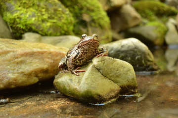 Big brown frog sitting on a stone in a pond