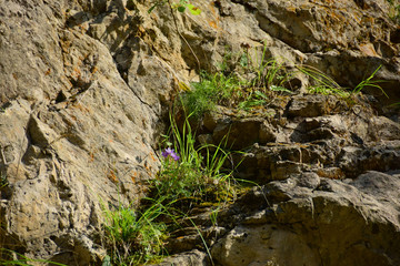 Rock Cliffs with plants