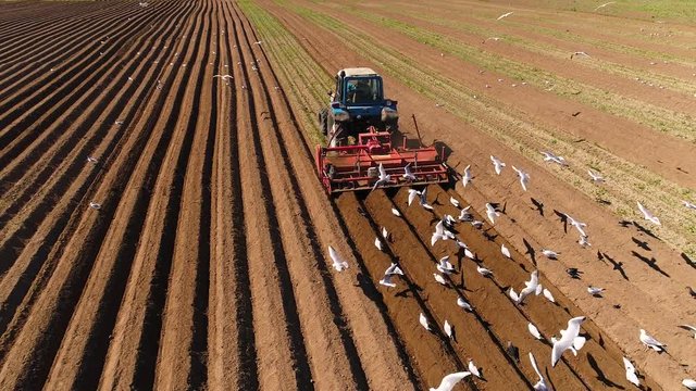 Agricultural work on a tractor farmer sows grain. Hungry birds are flying behind the tractor, and eat grain from the arable land.