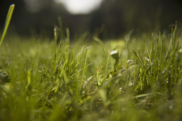 Fototapeta premium Grass