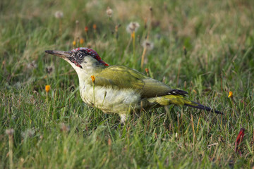 Colorful European green woodpecker (Picus viridis) sitting down in the green grass