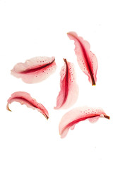 lily petals on white