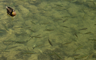 duck and lots of fish under water