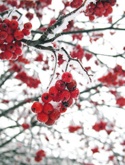 red  rowan, Rowan berry,  berries, winter  berries, nature,  winter branch, tree  rowan