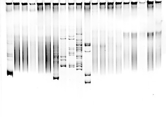 Mutation screening in polyacrylamide gel