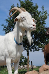 Koza  ,ssak rogaty © LBanacki