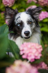 Border Collie zwischen Hortensienblüten