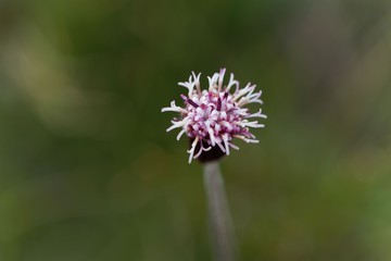  Carpathian Catsfood blossom (Antennaria carpatica)