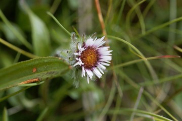Fototapeta premium Flower of a one flower fleabane (Erigeron uniflorus)