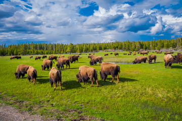 Herd of bison grazing on a field with mountains and trees in the background © Fotos 593
