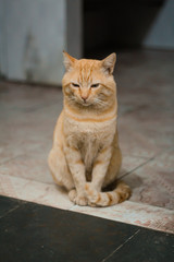 a beautiful yellow cat sitting on the floor
