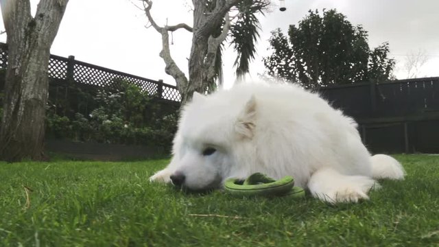 White fluffy Samoyed dog laying down sniffing the ground