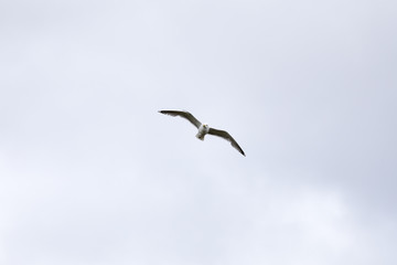 Seagull flies on the sky
