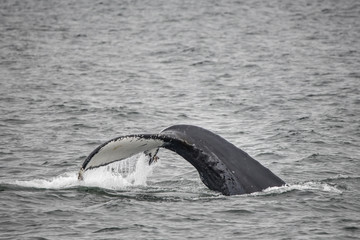 Whale Fluke, Sitka Sound, Alaska