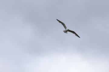 seagull flies on the sky