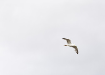 Seagull flies on the sky