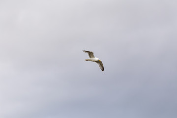 Seagull flies on the sky