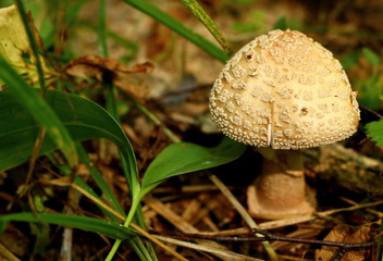 Poisonous forest mushroom Amanita pantherina in blurred natural background. Amanita pantherina, also known as the panther cap and false blusher