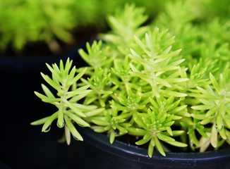 close up green plant in pot