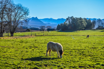 Fototapeta premium A cute Pony grazing in switzerland type green landscape with trees and snow mountain in a small village called under berg or underberg in Drakensberg area of Kwazulu Natal province in South Africa